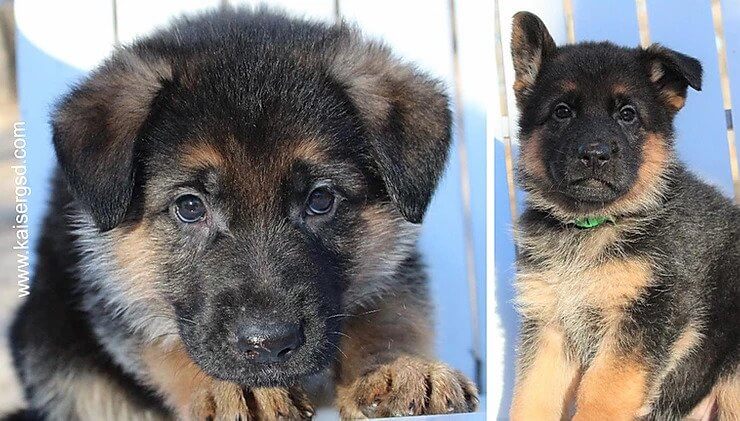Why Purchase a German Shepherd Puppy from Dallas Texas?