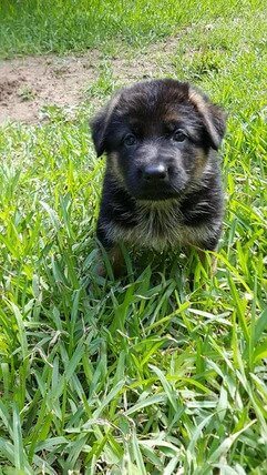 PREVIOUSLY SOLD PUPPIES - Kaiser German Shepherds