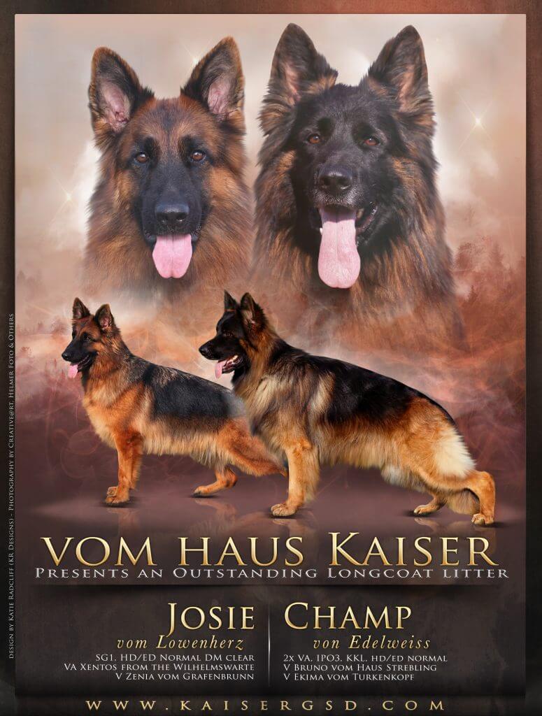 An award poster for Kaiser German Shepherd 'Vom Haus Kaiser'