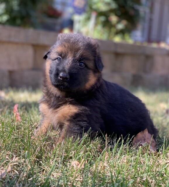 A Kaiser German Shepherd Puppy