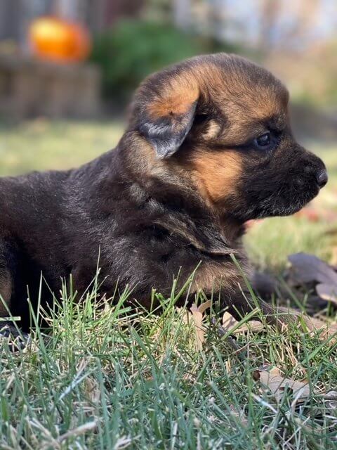A Kaiser German Shepherd Puppy