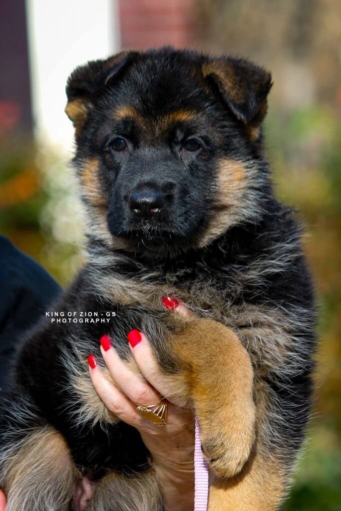 Champion Bloodline German Shepherd Dogs (GSD)