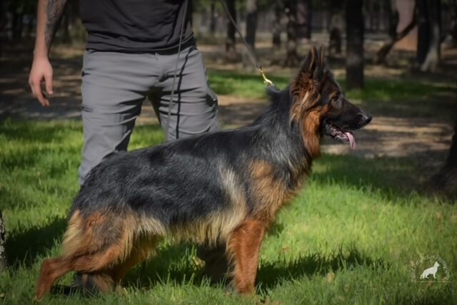 Champion Bloodline German Shepherd Dogs (GSD)