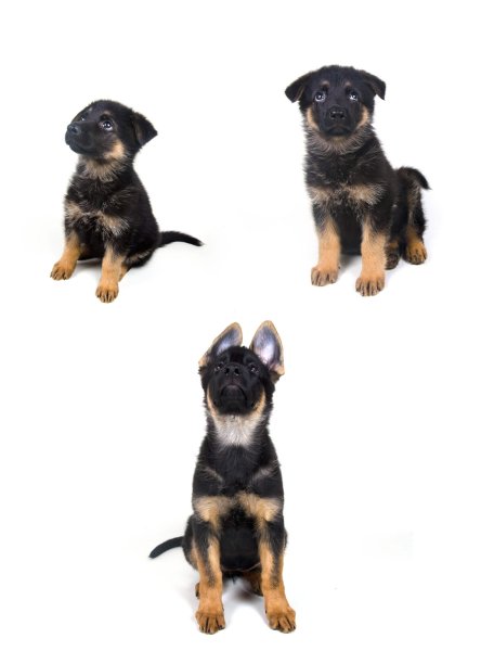 Stages of growth of a German shepherd puppy (ages of one month, two months and three months)